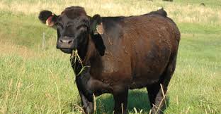 Livestock Cmk Capper Macdonald King Ltd